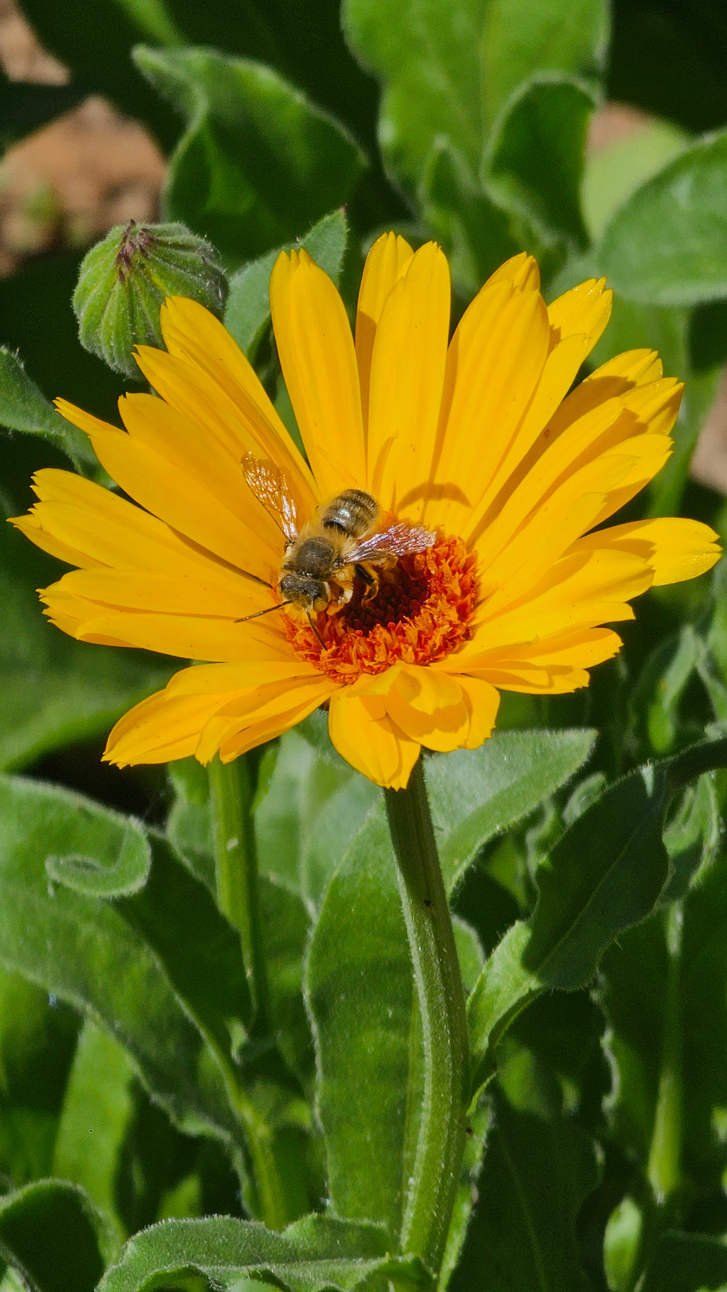 Calendula flower in my organic herbal garden is in bloom with a bee in the center of the flower.