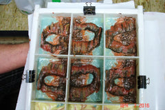 White compartmented box with six reddish-brown cold process soap samples in blue gel at Arches National Park